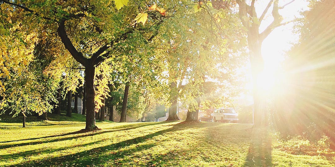 Soul Reading Light through trees