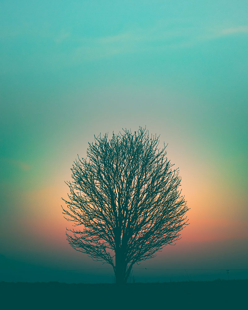 Lonely tree in a field Lonely tree in a field