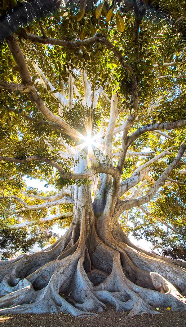 Tree and light Tree and light